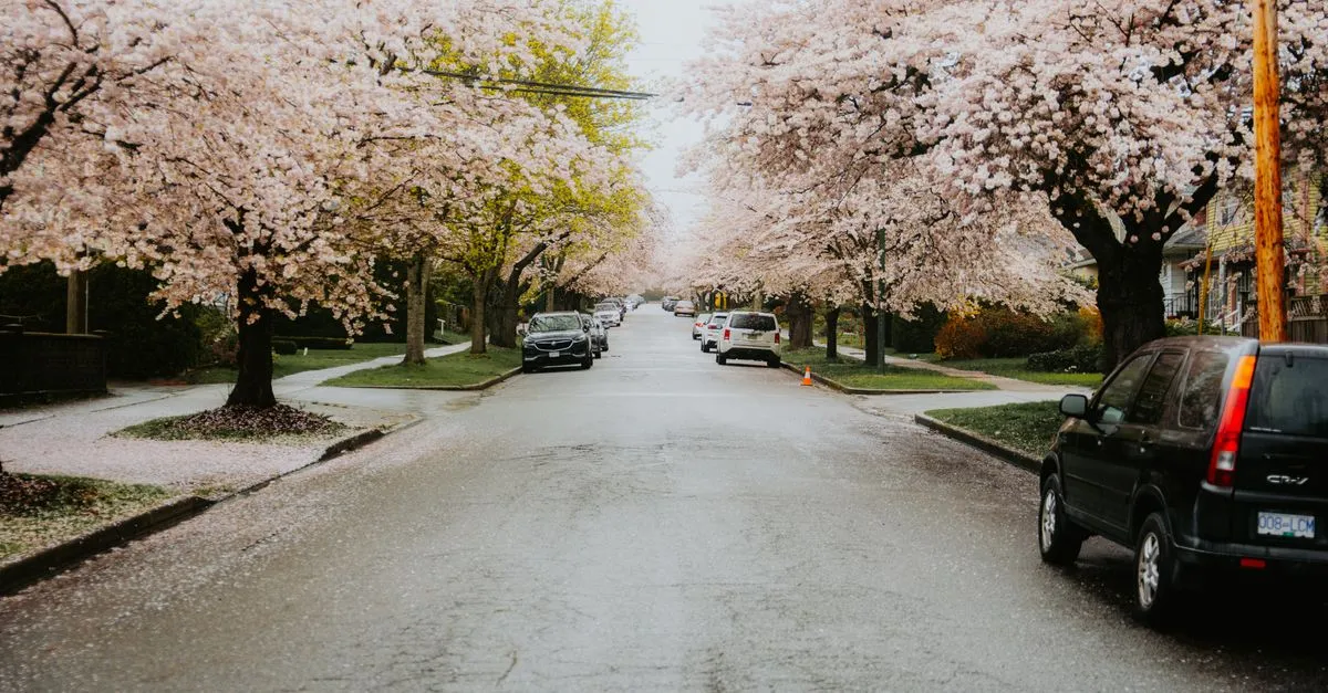 Serene street lined with blooming cherry blossom trees during spring, offering a picturesque view.